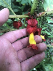 Glossoloma tetragonoides