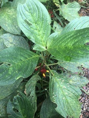 Glossoloma tetragonoides