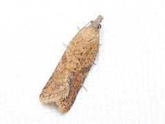 Constrictana constrictana