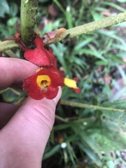 Glossoloma tetragonoides