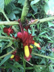 Glossoloma tetragonoides