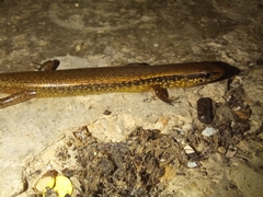 Scincella cherriei stuarti