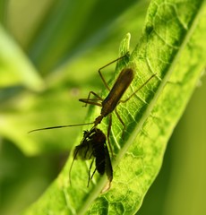 Repipta argentinensis