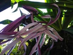 Crinum × amabile