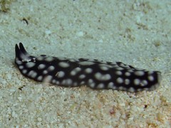 Pseudoceros imitatus