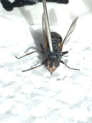 Calliphora augur