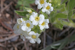 Oreocarya flavoculata