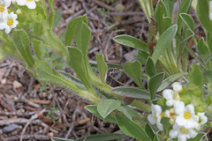 Oreocarya flavoculata