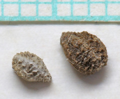 Oreocarya flavoculata