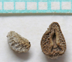 Oreocarya flavoculata