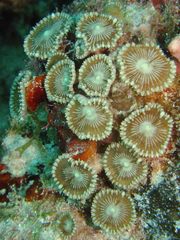 Palythoa heliodiscus