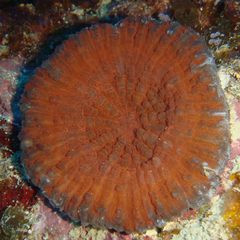 Lobophyllia vitiensis