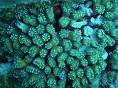 Caulastraea furcata