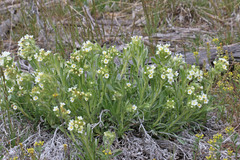 Oreocarya flavoculata