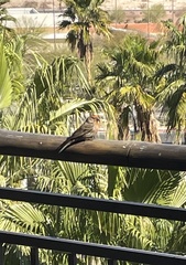 Haemorhous mexicanus