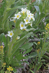 Oreocarya flavoculata