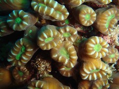 Caulastraea furcata