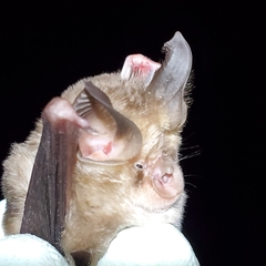 Rhinolophus euryale
