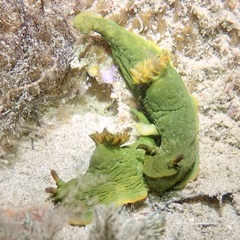 Tambja dracomus