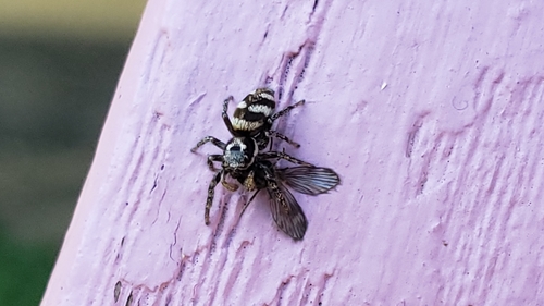 Zebra jumping spider