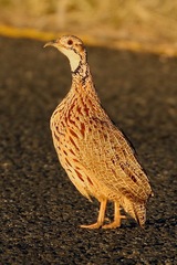 Scleroptila gutturalis