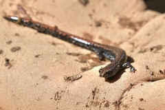 Batrachoseps wrighti