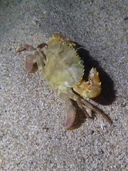 Charybdis hellerii