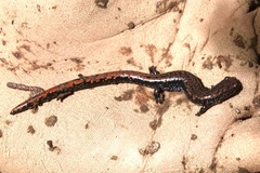 Batrachoseps wrighti