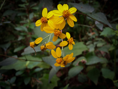 Hymenostephium cordatum