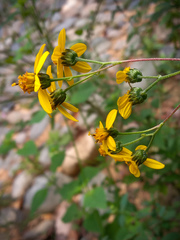 Hymenostephium cordatum