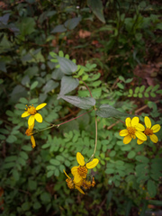 Hymenostephium cordatum