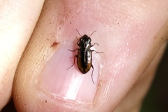 Notiophilus sylvaticus