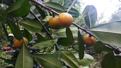 Pouteria dominigensis