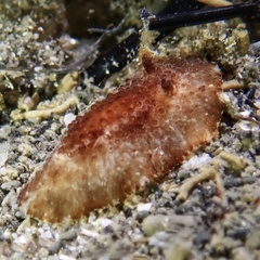 Nudipleura