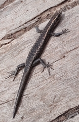 Cryptoblepharus australis