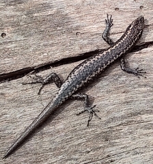 Cryptoblepharus australis