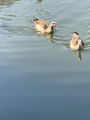 Alopochen aegyptiaca