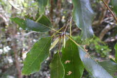 Quercus longinux