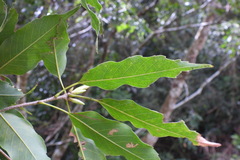 Quercus longinux