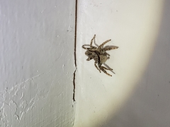 Marpissa muscosa