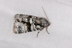 Cycloprora nodyna