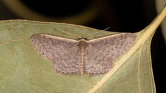 Idaea inversata