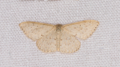 Idaea philocosma