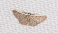Idaea inversata