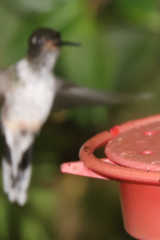 Phlogophilus hemileucurus