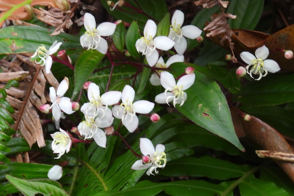 Bredia oldhamii