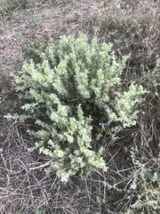 Atriplex lindleyi