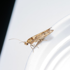 Stathmopoda plumbiflua