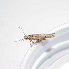 Stathmopoda plumbiflua