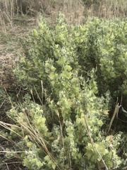 Atriplex lindleyi